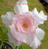 Adenium Obesum 'Triple Sweet Valentine' 5 Seeds