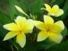 (image for) Plumeria Yellow Gold (6 Seeds)