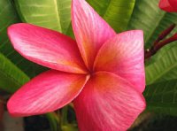 (image for) Plumeria Rubra 'Ted Chinn' x 6 Seeds