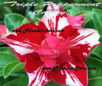 (image for) Adenium Obesum Triple Peppermint Candy 5 Seeds