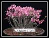Adenium Arabicum 'Pankorn' 5 Seeds