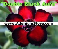 (image for) New Adenium 'Double Black Aura' 5 Seeds