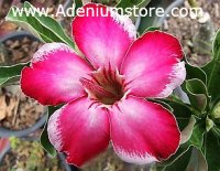 (image for) Adenium Obesum Seeds 'Red Earth' 5 seeds