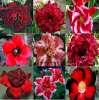 (image for) Adenium Obesum Seeds – Red Mix – 100 Seeds (Bulk Pack)