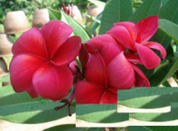 (image for) Plumeria Seeds Red King 6 Seeds