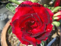 (image for) Rare Adenium Seeds 'Red Hussadee' (5 Seeds)