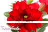 (image for) Adenium Obesum 'Flame Angel' x 5 Seeds