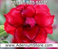 (image for) New Rare Adenium 'Royal Red Gala' 5 Seeds