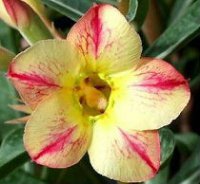 Adenium Obesum 'Star of Yellow Dream' x 5 Seeds