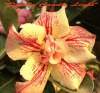 New Adenium 'Double Candle Light' 5 Seeds