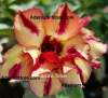 (image for) Adenium Obesum Tinkerbell x 5 Seeds