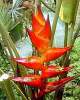 (image for) Heliconia Champneiana Seeds 'Splash' (5 Seeds)