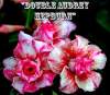 Adenium Obesum 'Double Audrey Hepburn' 5 Seeds