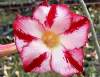 (image for) Adenium Obesum Seeds 'Love is here' 5 seeds