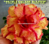(image for) Adenium Obesum 'Triple Golden Perfume' 5 Seeds