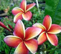 Maya Rainbow Plumeria (6 Seeds)