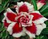 (image for) Adenium Obesum 'Triple Ever After' x 5 Seeds