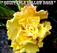 (image for) Adenium Obesum Quintuple Yellow Rose 5 Seeds
