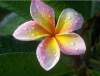 (image for) Imperial Crown Plumeria Seeds (6 Seeds)
