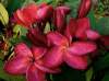 (image for) Siam Red Plumeria Seeds (6 Seeds)