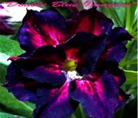 (image for) New Adenium 'Double Blue Imagine' 5 Seeds