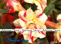 New Adenium 'Morning Star' 5 Seeds