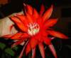 (image for) Epiphyllum Orchid Cactus 'Red Willow' 5 Seeds