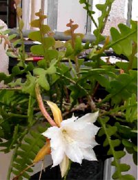 Epiphyllum [Orchid Cactus] 'Anguliger' 5 Seeds