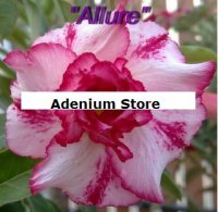 (image for) New Adenium 'Double Allure' 5 Seeds