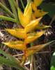 (image for) Heliconia Champneiana Seeds 'Maya Gold' (5 Seeds)