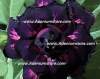 (image for) Adenium Obesum Triple Violet Chiffon 5 Seeds