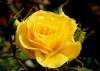 (image for) Yellow Rose Cheerful Joy 10 Seeds