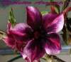 (image for) New Adenium 'Violetta Aromatic' 5 Seeds