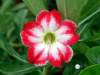 (image for) Adenium Obesum 'Belle Story' x 5 Seeds