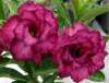 (image for) Adenium Seeds 'Poppy Violet' (5 Per Pack)