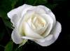 White Rose Breaths of Love 5 Seeds