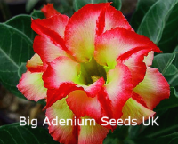 Big Pack Adenium Double Golden Dream x 50 Seeds