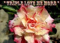 (image for) Adenium Obesum 'Triple Love Me More' 5 Seeds
