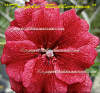(image for) Adenium Obesum Triple Ballerina 5 Seeds