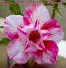 (image for) Rare Adenium Obesum 'Double Candy Berry' (5 Seeds)