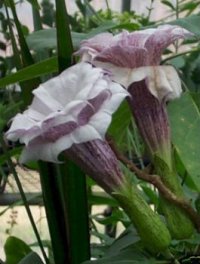 Datura Seeds 'Triple Purple' (5 Seeds)