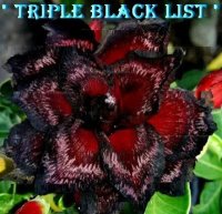 Adenium Obesum Triple Black List x 5 Seeds