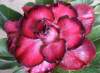 (image for) Rare Adenium Seeds 'Red Rambo' (5 Seeds)