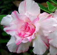 Rare Adenium Obesum 'Sweet Rose' 5 Seeds