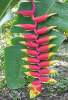 Heliconia ' Rostrata' x 5 Seeds