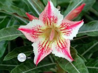 Adenium Obesum Seeds 'Star of Luck' 5 seeds