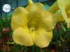 Adenium Obesum 'Yellow Earth' x 5 Seeds