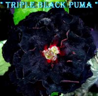 Adenium Obesum Triple Black Puma x 5 seeds