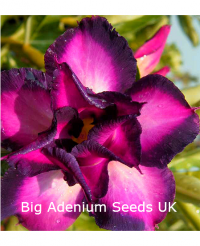 Big Pack Adenium Double Dark Edge x 50 Seeds