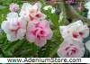(image for) New Rare Adenium 'Double Cherry Blossom' 5 Seeds